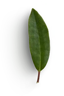 Ilex Leaf - green - Transparent Layer PNG