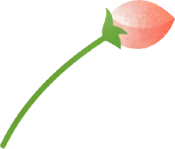 Peach Blossom - plant - fruit - PNG