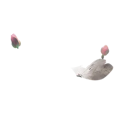 Rose and Leaf - nature - PNG