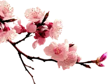 Peach Blossom - Free for Commercial Use PNG - Recommended PNG