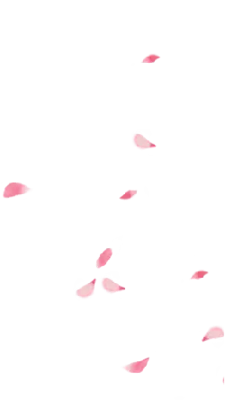 Pink Petals - High Resolution PNG - falling