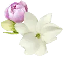 Orchid - white - purple - Free PNG