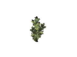 Fractal Tree - No Background PNG