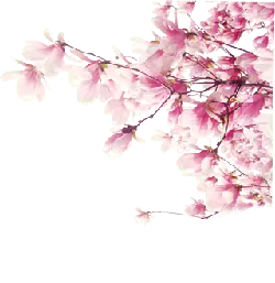 Cherry Blossom - PNG - Lossless PNG