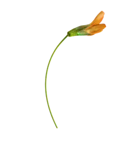 Orange Flower - High Download Count PNG