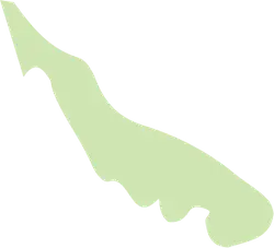 Dolphin - aquatic animal - Curated PNG