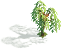 Tree - plant - Popular Download PNG