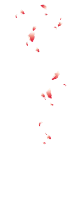 Pink Petals Falling - High Resolution PNG - fall
