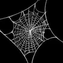 Spider Web - nature - design - High Resolution PNG