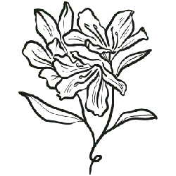Lily - line drawing - Popular Download PNG