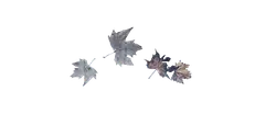 Maple Leaf - leaf - falling leaves - Free PNG