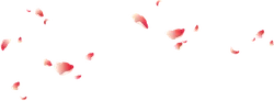 Pink Petals Falling - High Quality PNG - falling