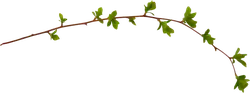 Ficus carica leaf - Free Download PNG