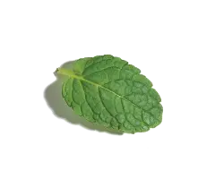 Mint Leaf - nature - PNG Images