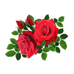 Red Rose - Transparent Layer PNG - No Background PNG
