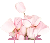 Pink Tulip Bouquet - valentine's day - Free Download PNG