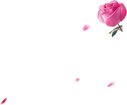 Pink Rose - Fast Download PNG - No Watermark PNG
