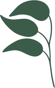 Clover - ecology - PNG Images