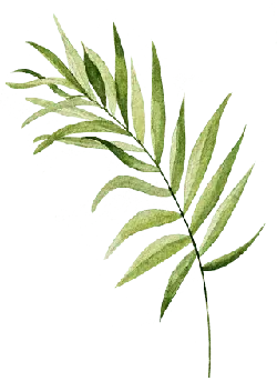 Palm Leaf - art - nature - Transparent Background PNG