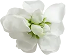 White Flower - Free PNG - plant