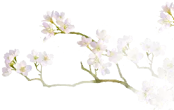 Cherry Blossom Branch - plant - Free PNG