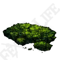 Broccoli - Popular Download PNG - vegetable