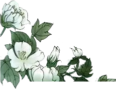 White Flowers - illustration - plant - Transparent Background PNG