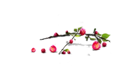 Peach Blossom Branch - flower - Transparent Layer PNG