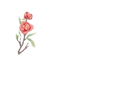 Peach Blossom - Recommended PNG - No Background PNG
