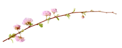 Rose - branch - green leaves - PNG Images